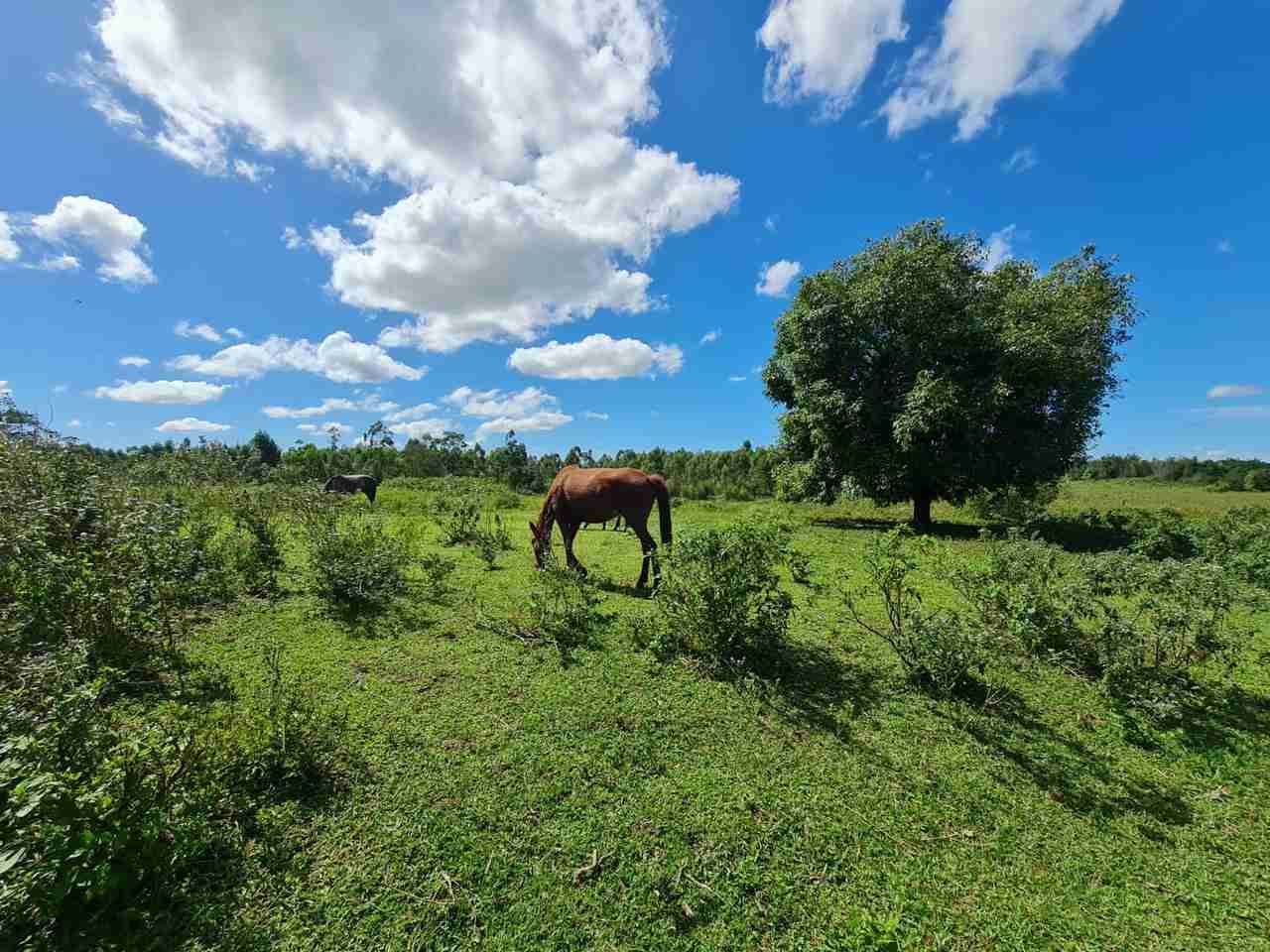 Fazenda à Venda, sao vicente, Araruama, RJ