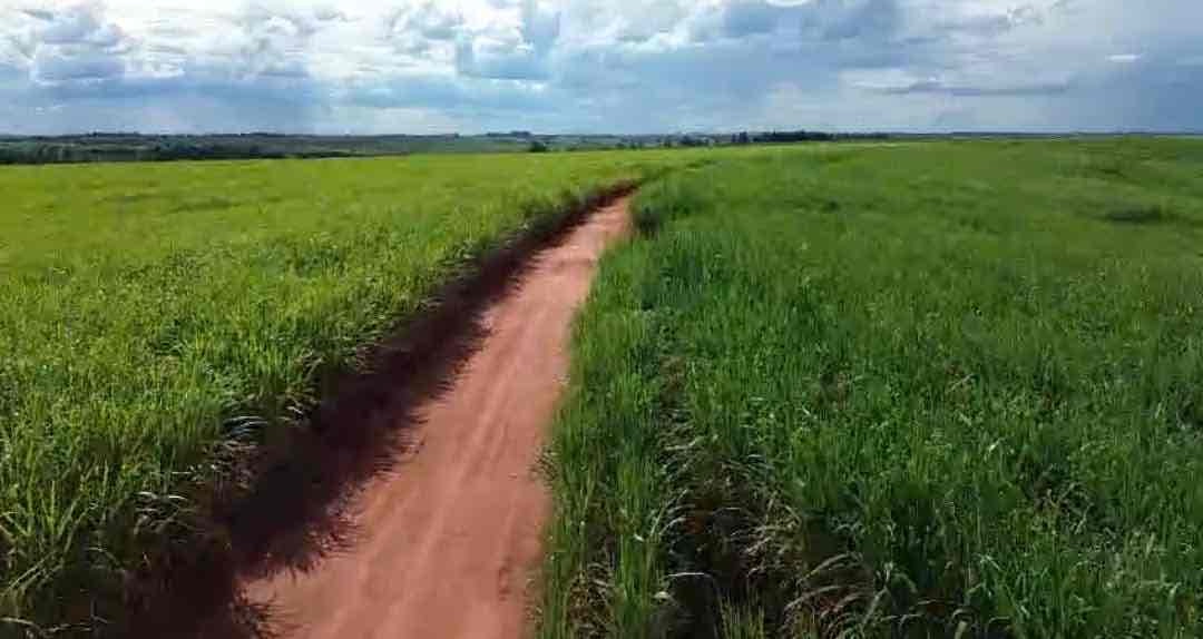 Fazenda à venda, 224 alqueires, 208 alqueires em plantação de cana inclusive arrendada na região Município de  Guaraci PR