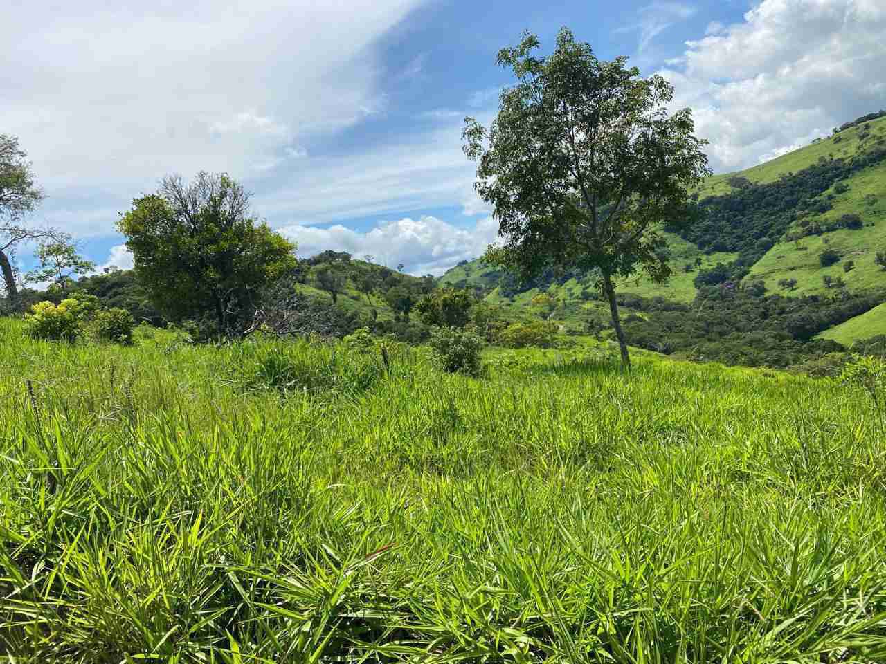 Oportunidade Fazenda 160 alqueires à venda, poço artesiano, 02 casas, perto de Ortigueira Pr