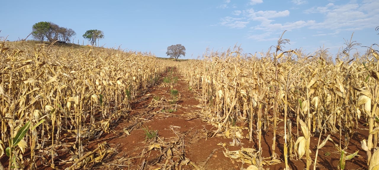 Fazenda à Venda, 102 alqueires, pastagem e plantio, com casas sede, funcionários e Colonia, barracões- região de Bandeirantes, PR