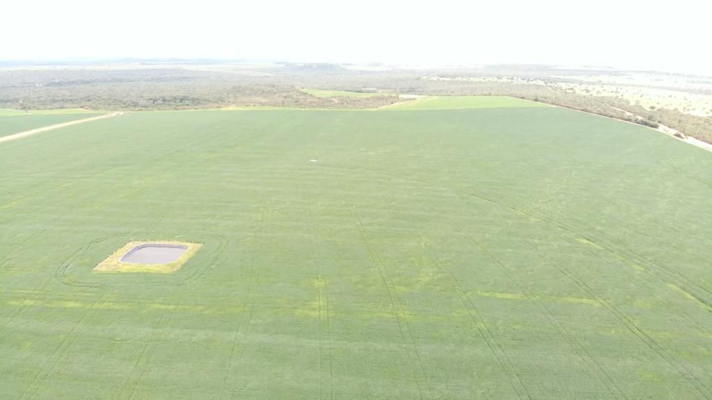 Fazenda 2149 hectares a venda, JÁ PLANTADO, PISTA DE POUSO-  Itiquira, MT