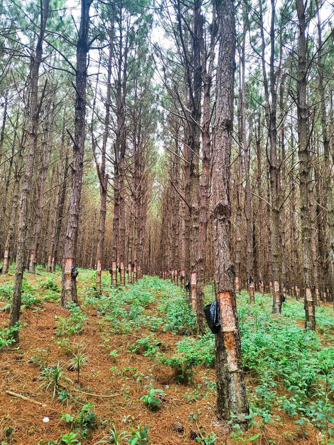 Fazenda à venda, São Miguel Arcanjo, SP
