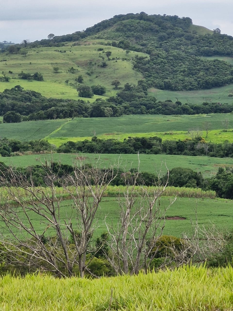 Fazenda à Venda, 102 alqueires, pastagem e plantio, com casas sede, funcionários e Colonia, barracões- região de Bandeirantes, PR
