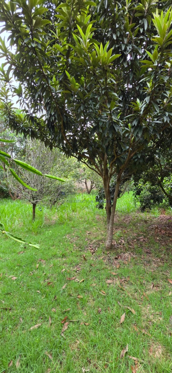 LINDA CHACARA A VENDA, PORTEIRA FECHADA - MORADIA OU LAZER EM CAMBÉ PR