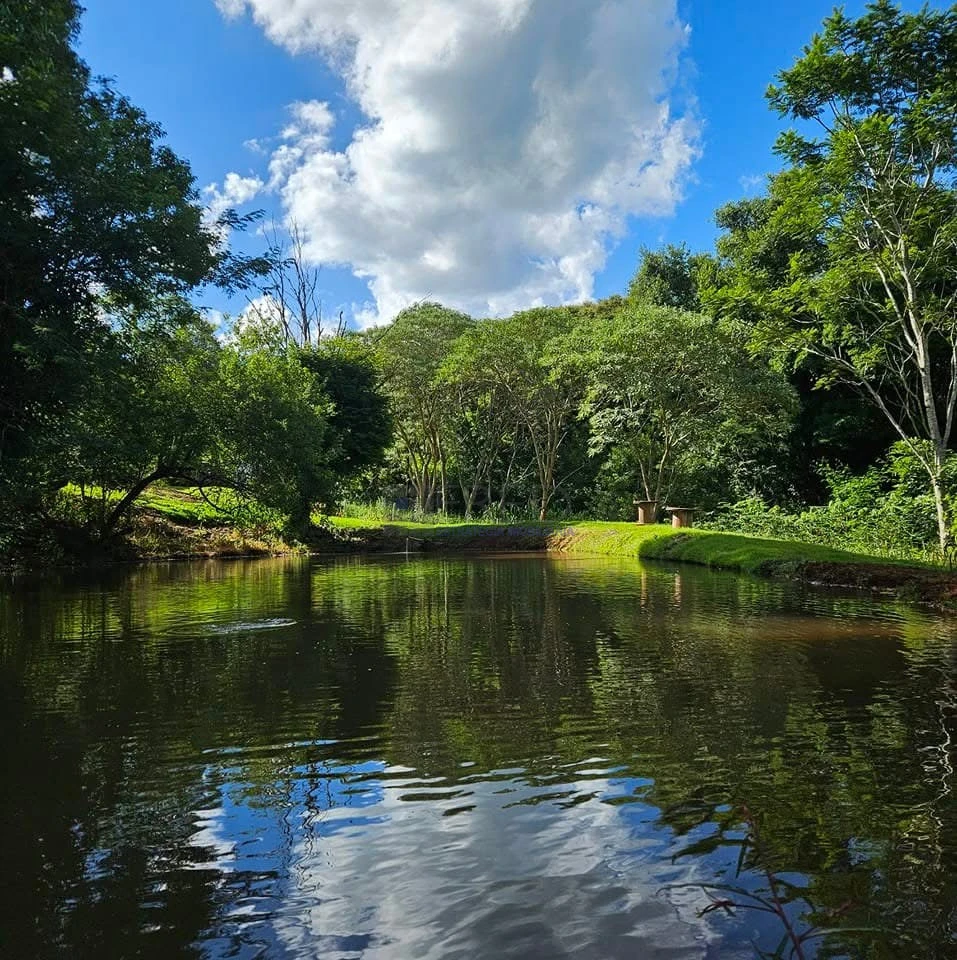 Lindo sitio - região sul de Londrina - 22,42 alqueires paulista.