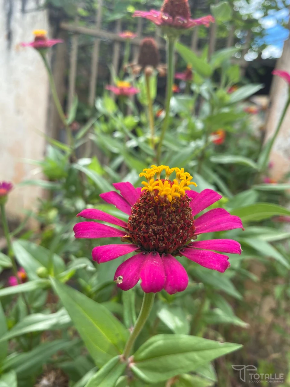 Imagens do imóveis Casa a Venda em Centro