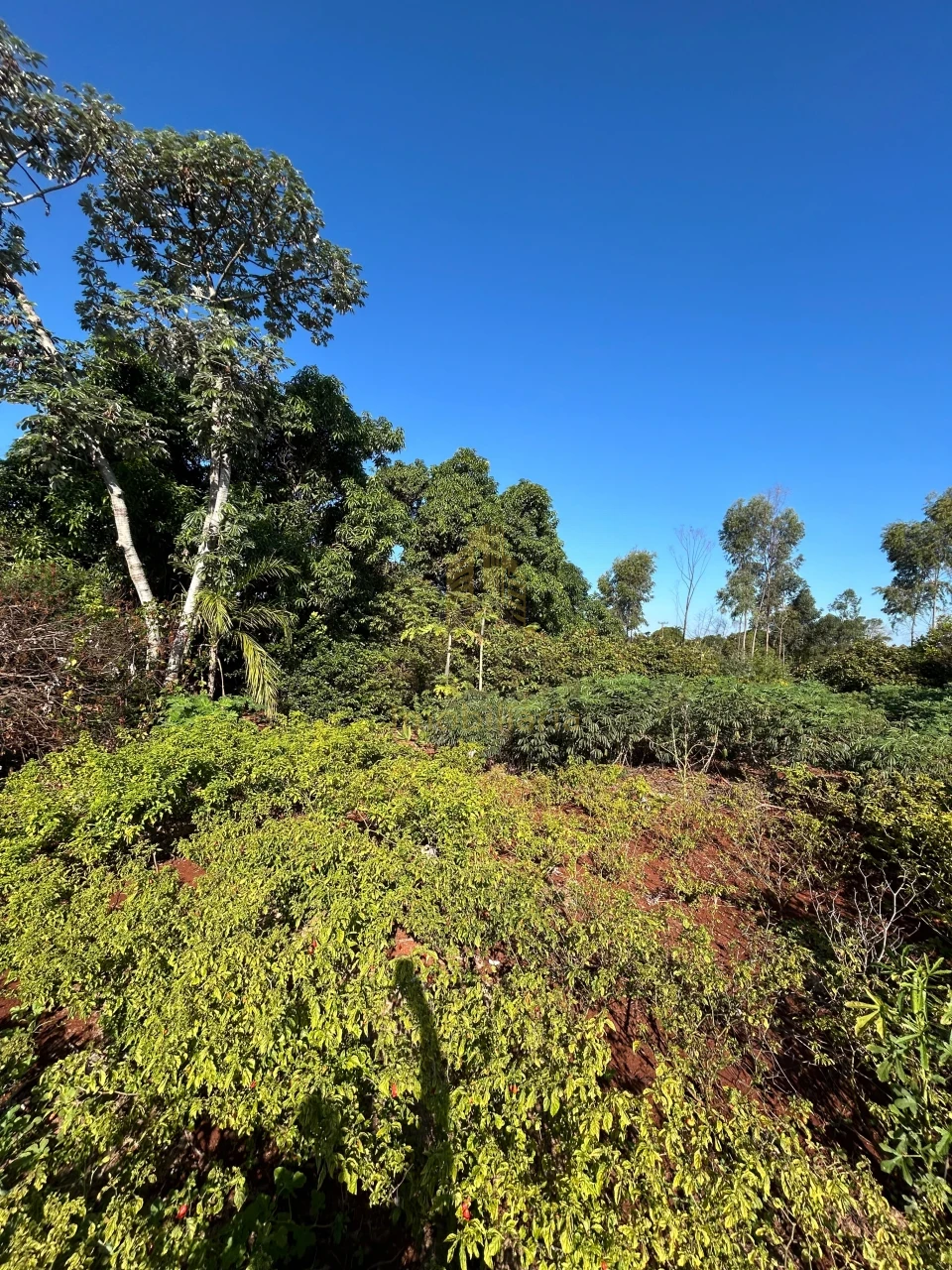 Imagens do imóveis Fazenda/Sítios/Chácaras À Venda Chacara Estância Alvorada Alvorada Do Sul