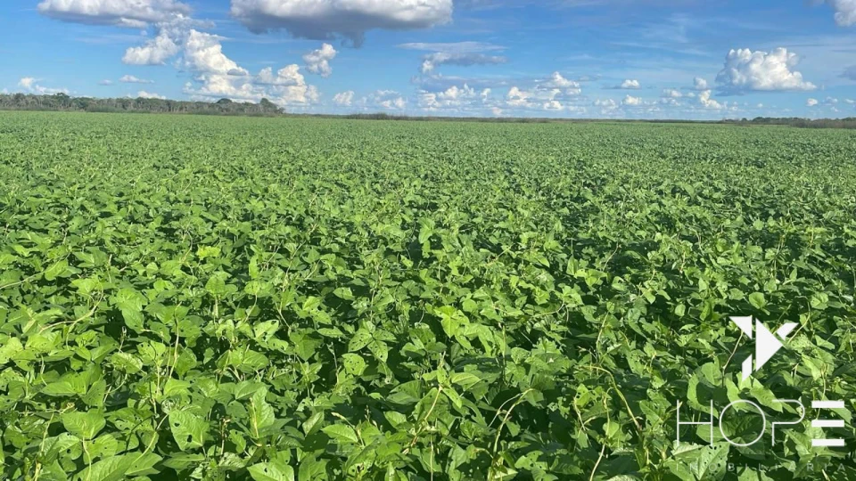 Imagens do imóveis Fazenda à Venda – Primavera do Leste – MT