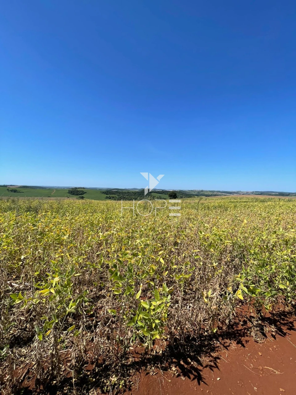 Imagens do imóveis Sítio à venda com 7.5 alqueires - Área para plantio - Jataizinho/PR