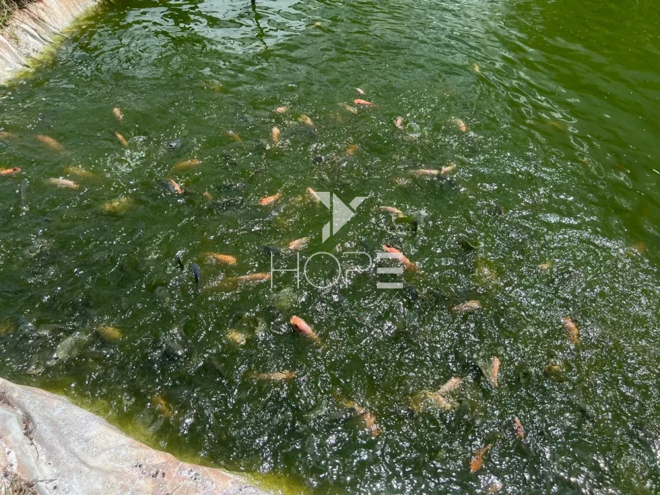 Imagens do imóveis Condomínio Chácaras Itaúna - chácara à venda com 3.500m² - 2 quartos - tanque de peixes - Ibiporã PR