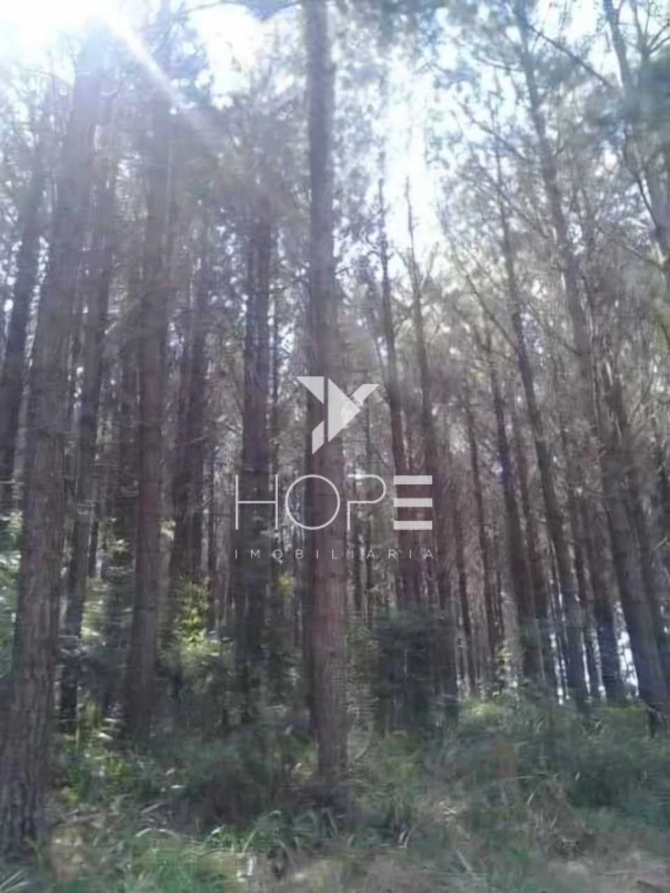 Imagens do imóveis Fazenda de Pinus Gigante para Investidor - Paraná - 17.771 Hectares - Terra e Madeira - Oportunidade