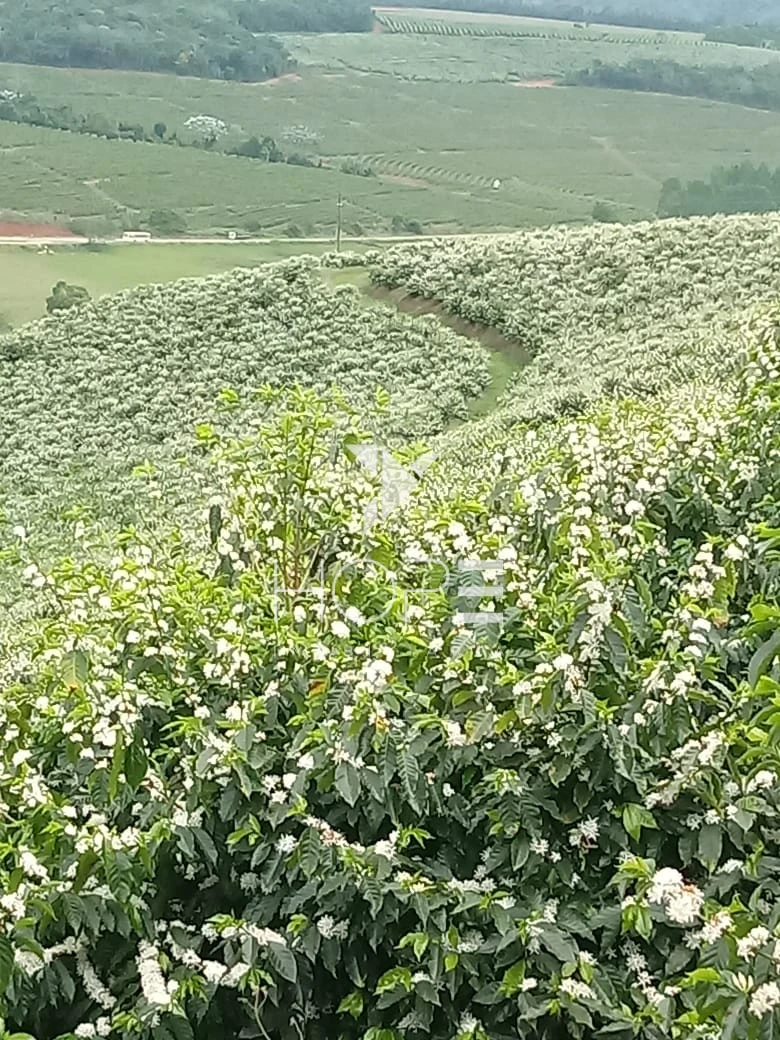 Imagens do imóveis fazenda cafeeira à venda 970 hectares produção de exportação – município de Capelinha – Minas Gerais