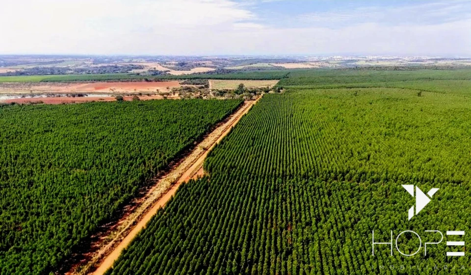 Fazenda com Eucalipto à Venda em Itu/SP – Renda Garantida com Arrendamento à Suzano