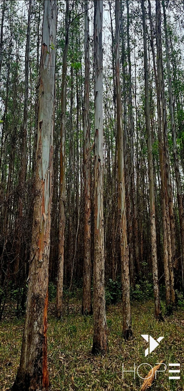 FAZENDA DE 216 ALQUEIRES COM EUCALIPTO À VENDA – VALE DO PARAÍBA/SP