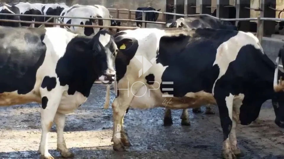 Imagens do imóveis fazenda leiteira à venda com 127 alqueires - laticínio próprio - porteira fechada - Pouso Alegre MG