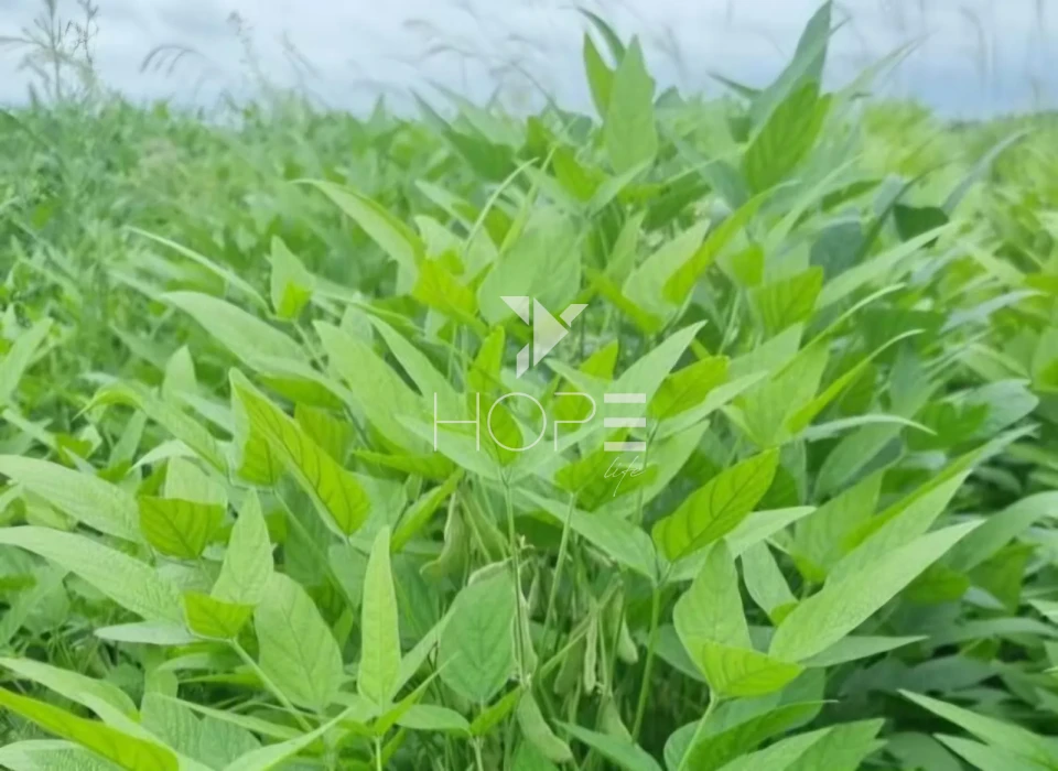 Imagens do imóveis Fazenda à venda com 33.000 hectares - agricultura em larga escala - estrutura completa - pista de pouso - Primavera do Leste MT