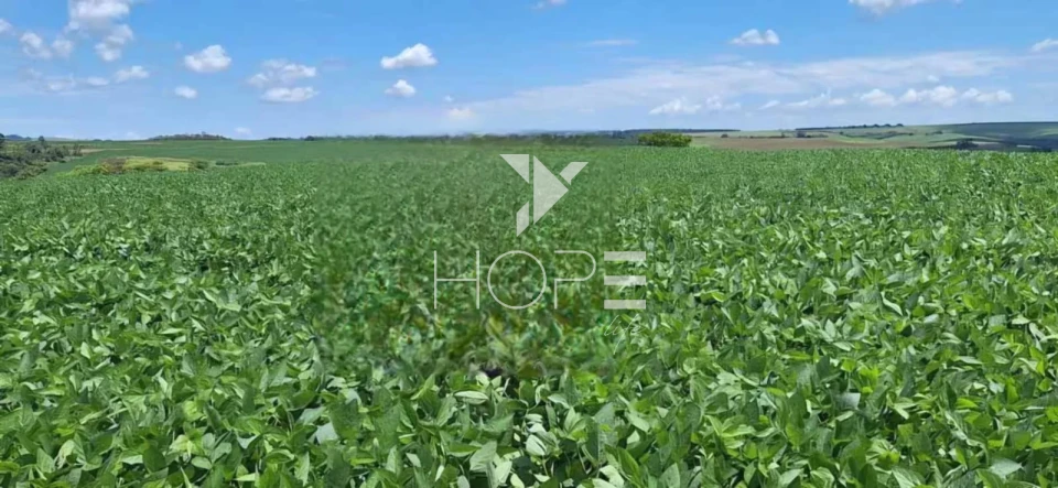 Imagens do imóveis Fazenda à venda com 594 alqueires - terra roxa - pivô autorizado - Cornélio Procópio PR