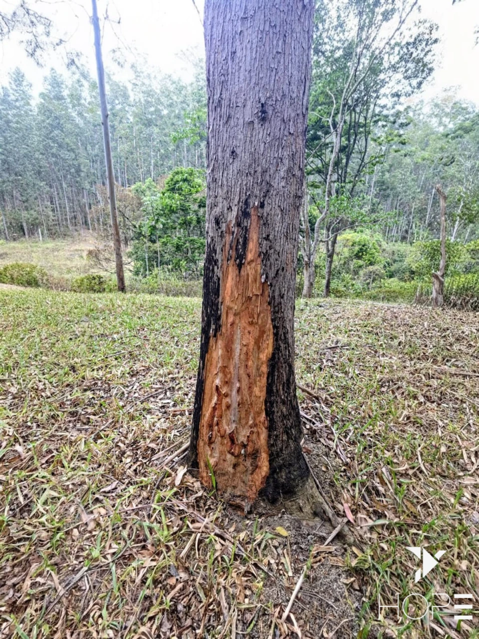 FAZENDA DE 216 ALQUEIRES COM EUCALIPTO À VENDA – VALE DO PARAÍBA/SP