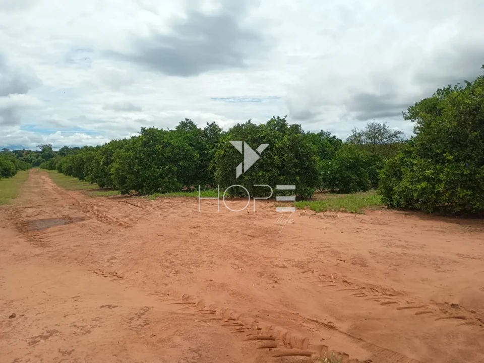 Imagens do imóveis Fazenda de laranja à venda com 77.5 alqueires - 77.150 pés - certificado para exportação - Região de Marília SP