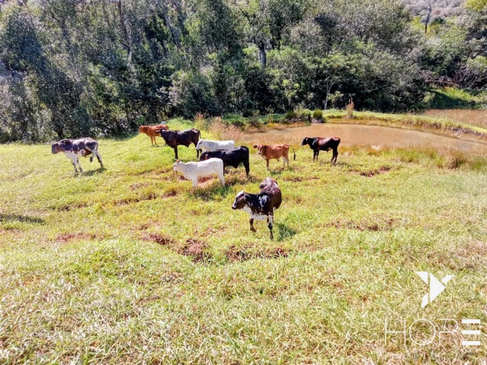 Imagens do imóveis Sítio à venda – 18 hectares – Tamarana/PR
