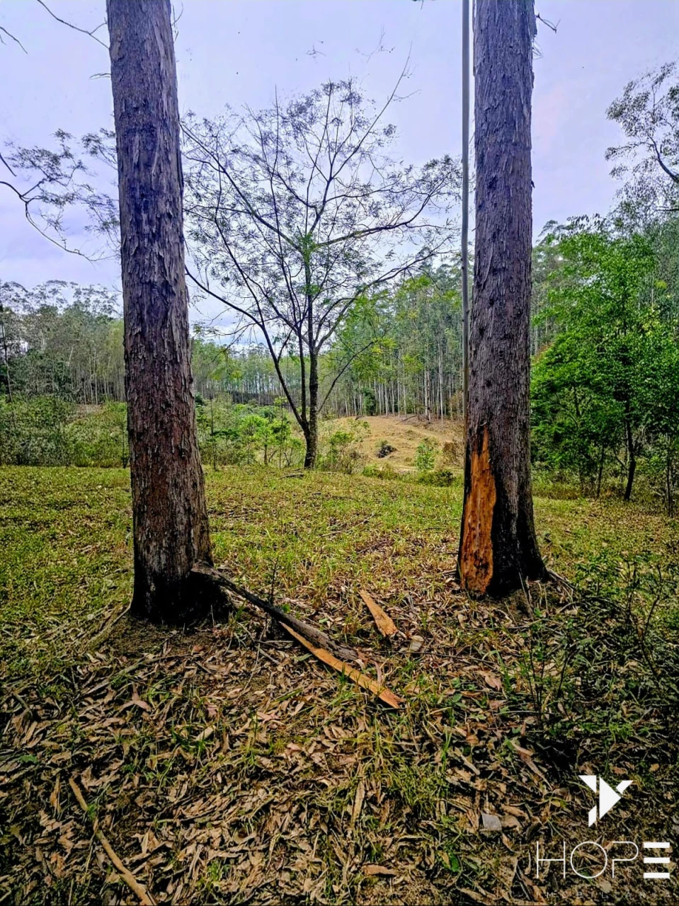 FAZENDA DE 216 ALQUEIRES COM EUCALIPTO À VENDA – VALE DO PARAÍBA/SP