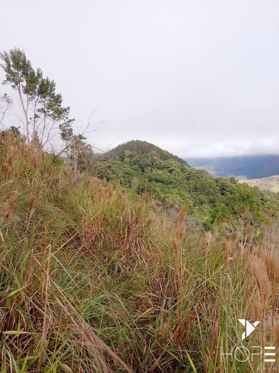 Imagens do imóveis Fazenda de Pinus à venda em Adrianópolis/PR – 200 hectares