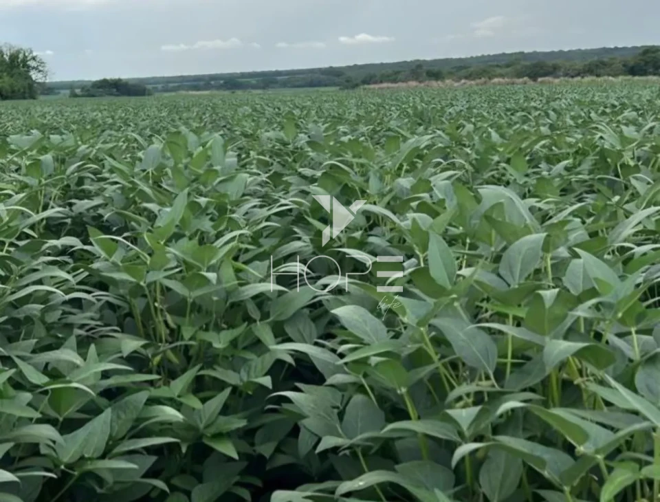 Imagens do imóveis Fazenda com dívida à venda com 6.372 hectares - alto padrão agrícola - confinamento e silos - Miranorte TO