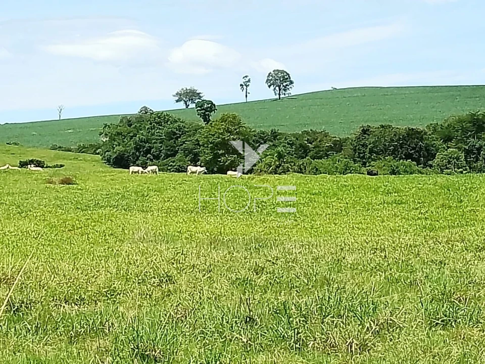 Fazenda à venda com 76 alqueires - pecuária com potencial agrícola - Guaravera - Londrina PR
