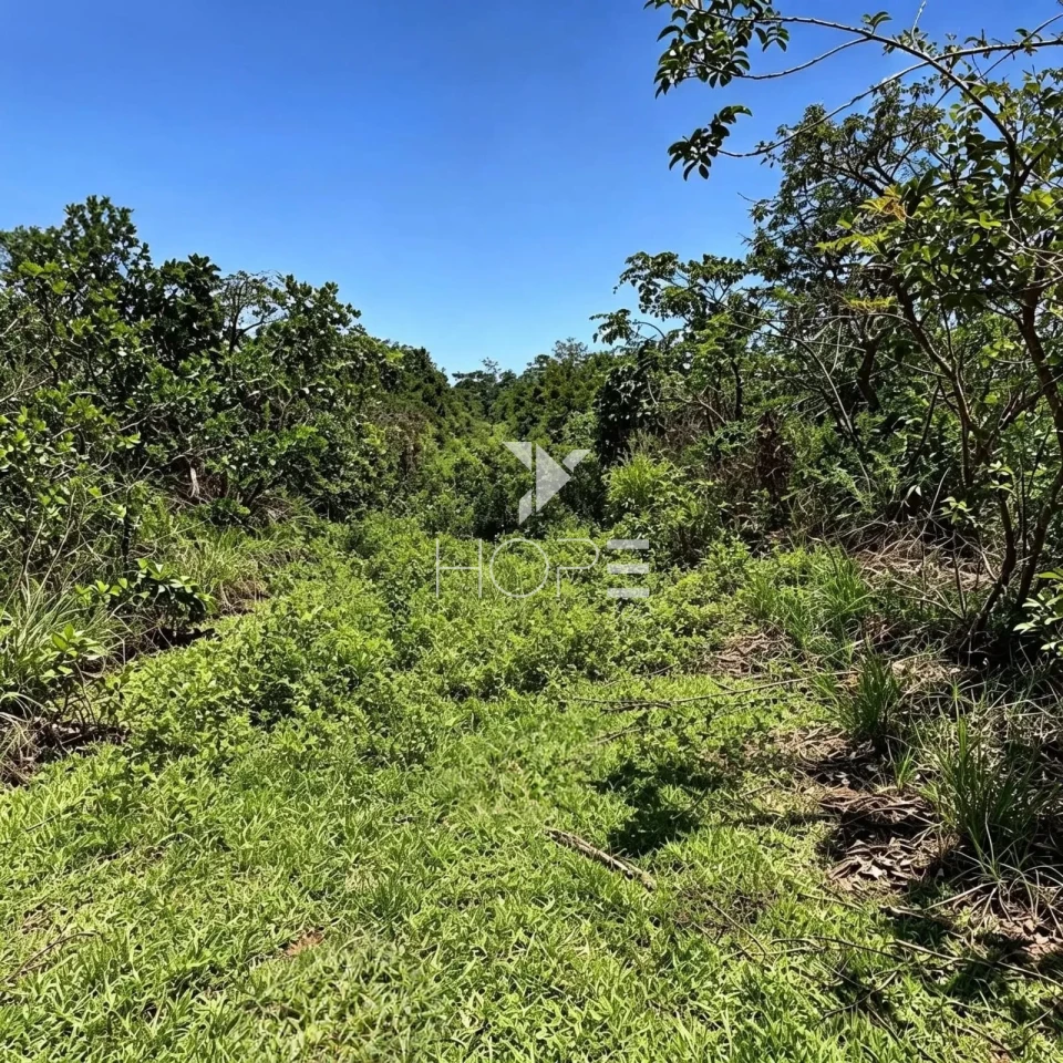 Imagens do imóveis Fazenda à Venda - Setor Agrobusiness – 146 Hectares – Grão Mogol/MG
