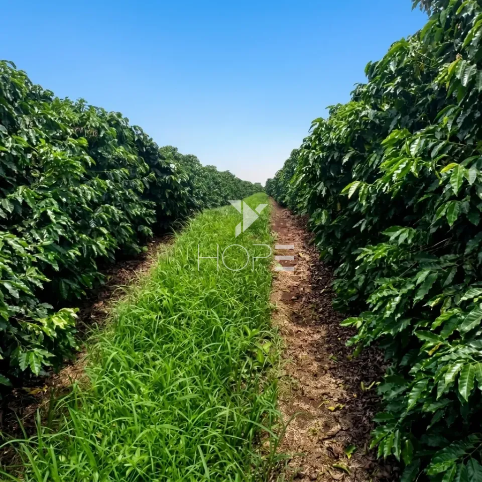 Imagens do imóveis Fazenda Cafeeira à Venda – 500 Hectares – Região de São Sebastião do Paraíso/MG