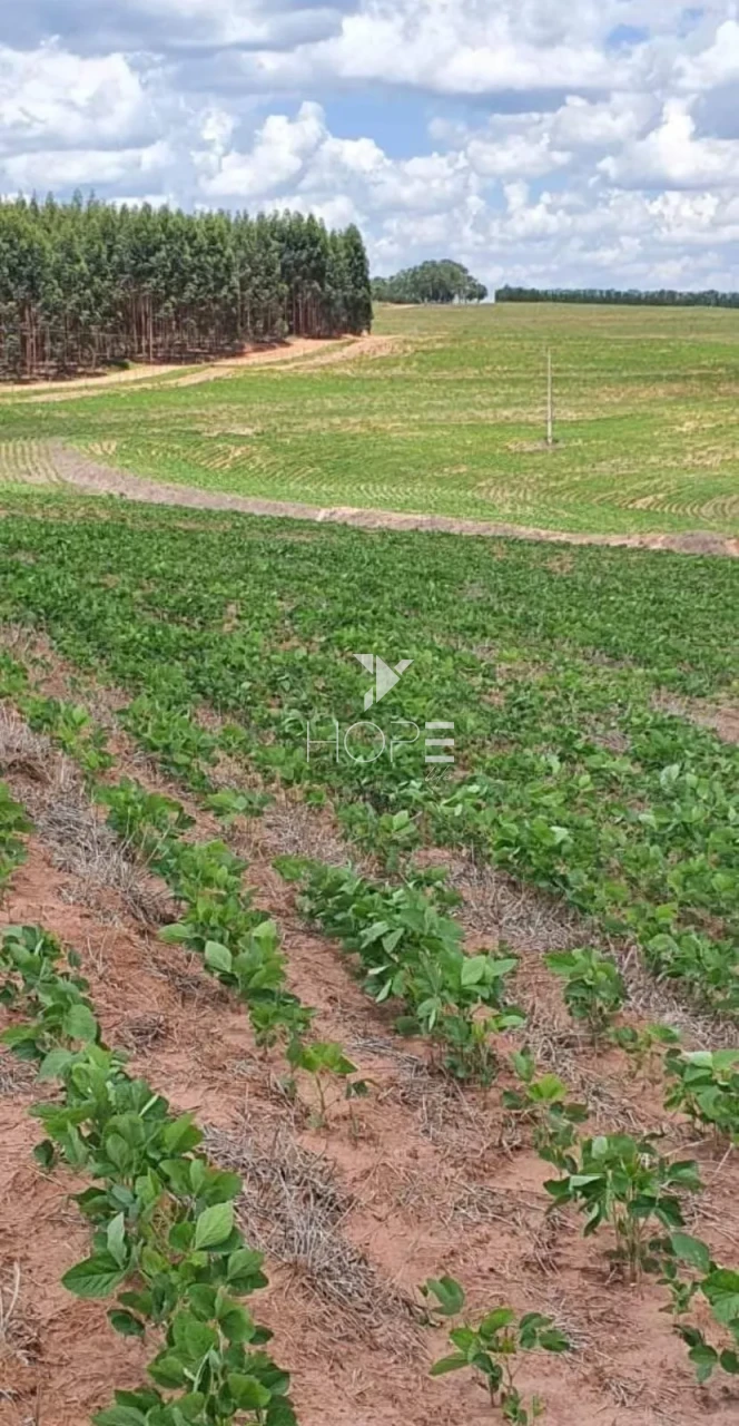 Imagens do imóveis Fazenda à Venda - Solo Misto – 174,24 Hectares – Bauru/SP