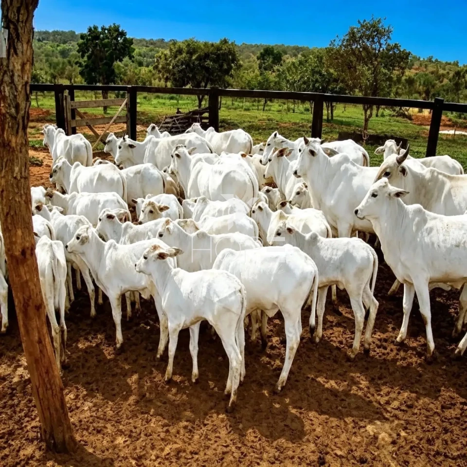 Imagens do imóveis Fazenda à Venda - Reflorestamento e Pecuária – 4.000 Hectares – São Romão/MG