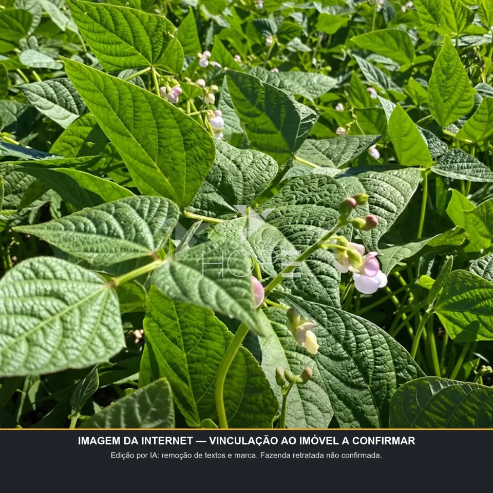 Imagens do imóveis Fazenda de Cafeicultura à Venda – 5.234,1462 Hectares – Cafeicultura Irrigada e Produção de Grãos – Unaí/MG