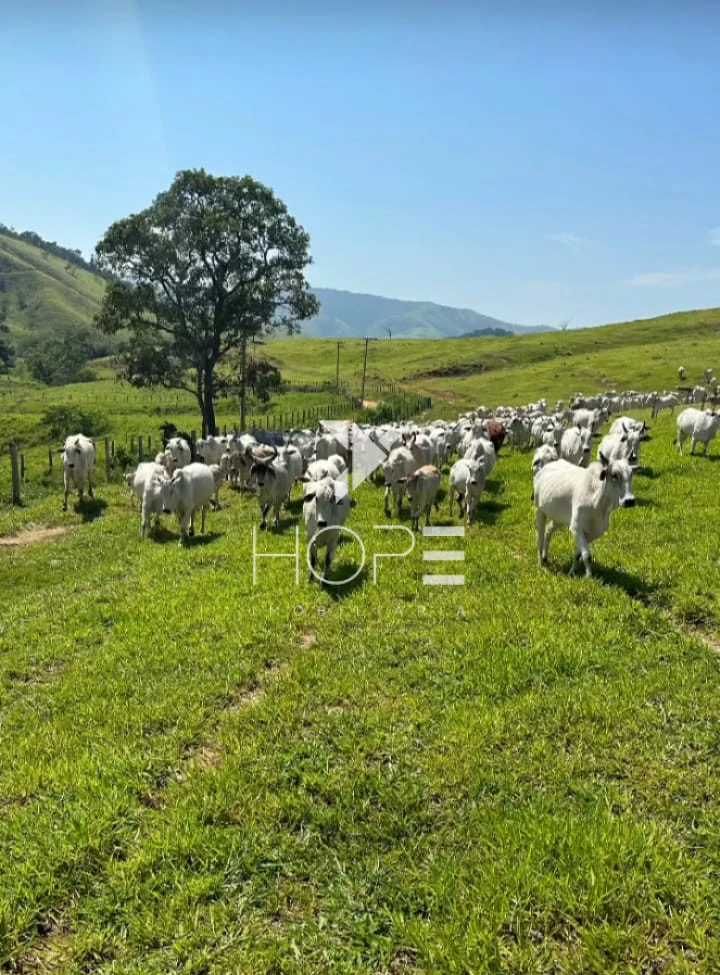 Imagens do imóveis Fazenda à venda 330 Alqueires – agricultura e pecuária estrutura completa – Vale do Paraíba – São Paulo