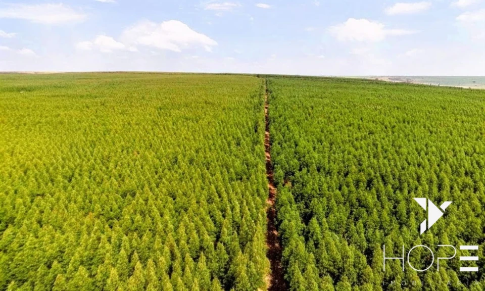 Fazenda com Eucalipto à Venda em Itu/SP – Renda Garantida com Arrendamento à Suzano