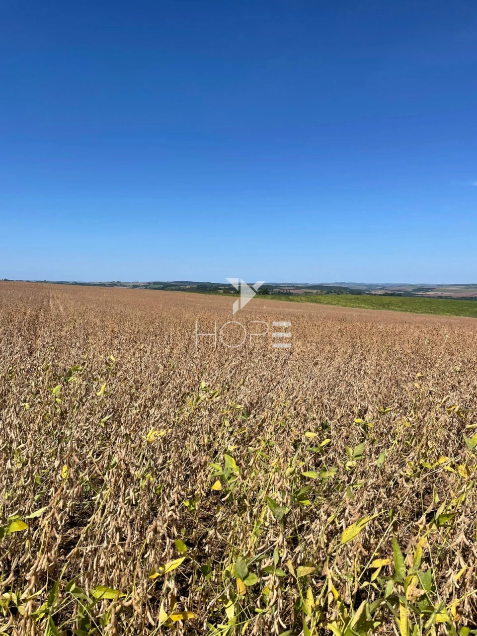 Imagens do imóveis Sítio à venda com 7.5 alqueires - Área para plantio - Jataizinho/PR