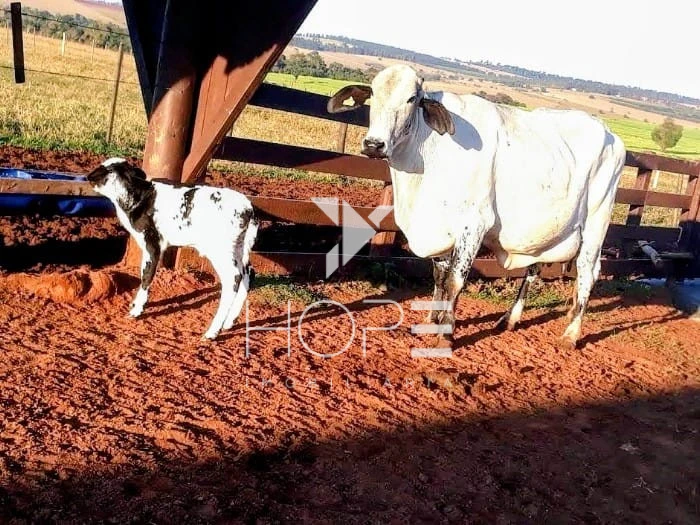 Imagens do imóveis Fazenda Leiteira Porteira Fechada à Venda – 78 Alqueires – Paranavaí/PR – Estrutura Completa + Usina Solar