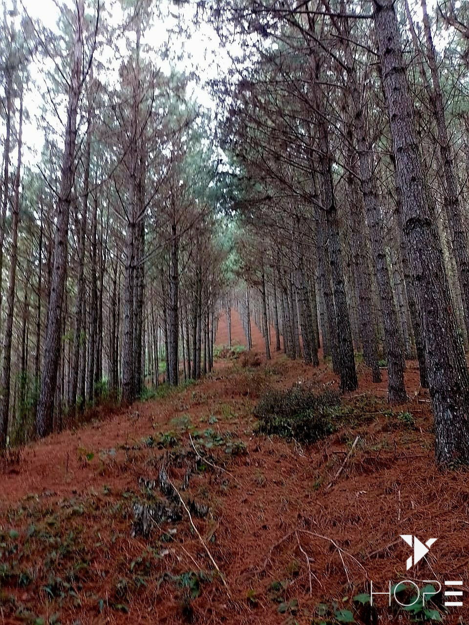 Imagens do imóveis Fazenda de Pinus à venda em Adrianópolis/PR – 200 hectares