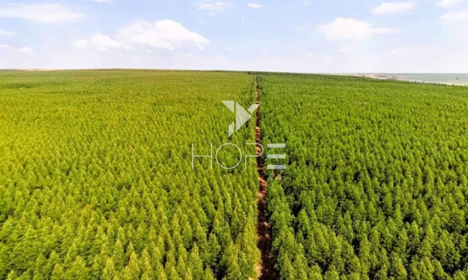 Imagens do imóveis Fazenda à venda com Eucalipto 321 alqueires - 777 hectares - arrendada Para Suzano - beira Rio Tietê - Itu SP