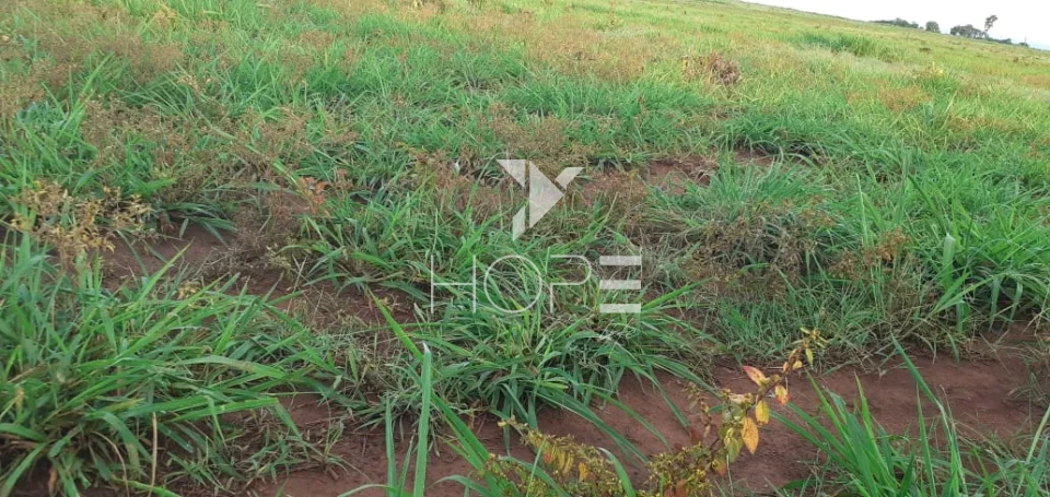 Imagens do imóveis Fazenda à Venda no Mato Grosso do Sul – 223 Alqueires – Rosário Oeste
