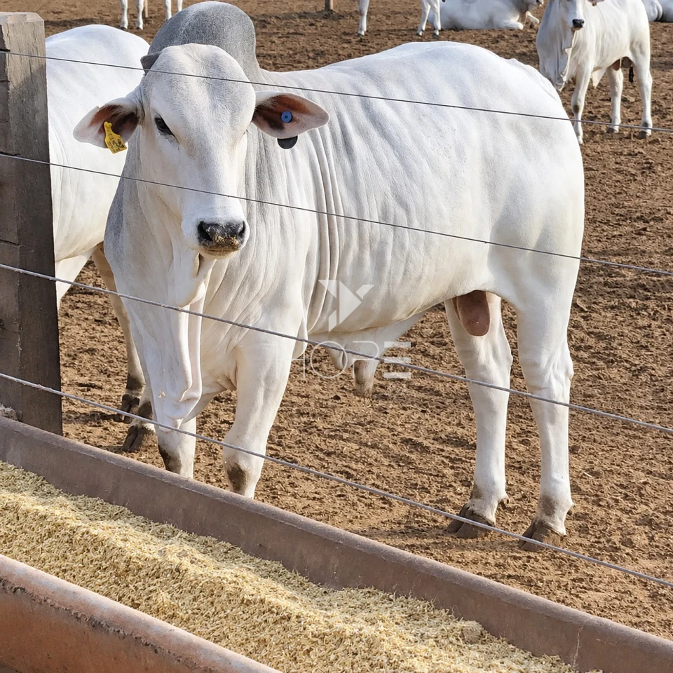 Imagens do imóveis Fazenda à Venda com Aptidão Pecuária – 235 Alqueires – Nova Andradina – Nova Andradina/MS