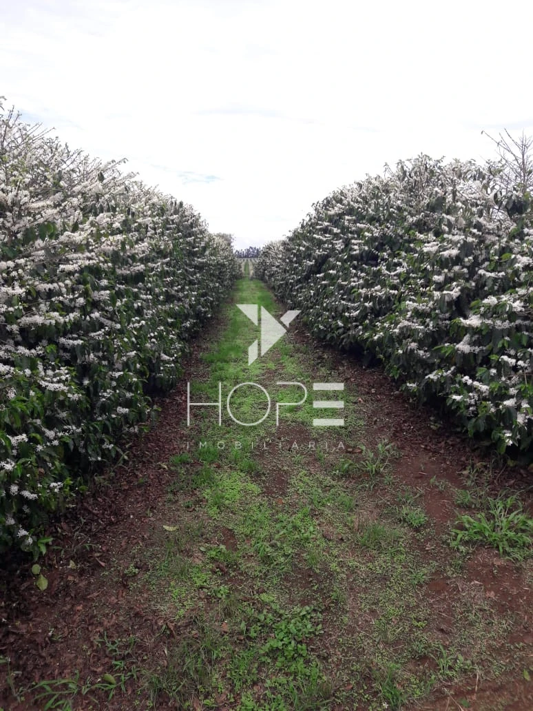 Imagens do imóveis fazenda cafeeira à venda 970 hectares produção de exportação – município de Capelinha – Minas Gerais