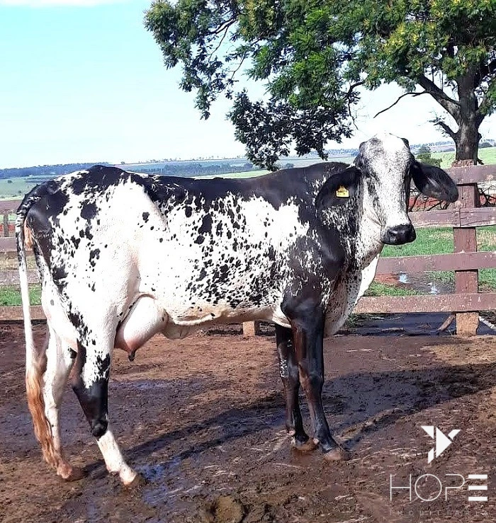 Imagens do imóveis Fazenda à Venda – 78 Alqueires – Pecuária – Região de Paranavaí/PR