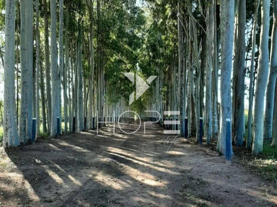 Imagens do imóveis Fazenda à venda 217 alqueires pecuária – Moreira Sales – Paraná