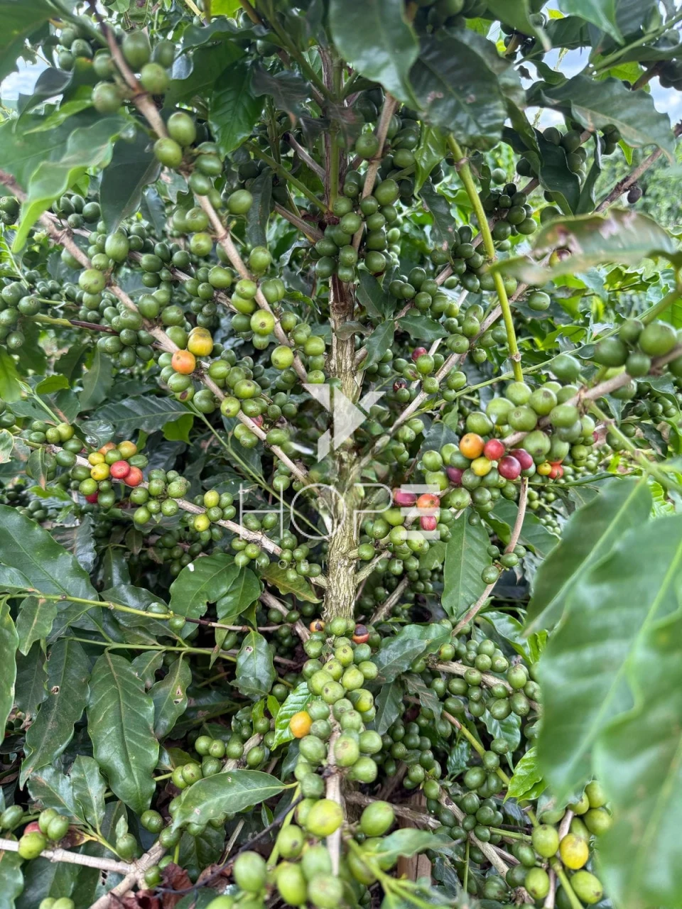 Imagens do imóveis fazenda cafeeira à venda 640 hectares irrigada – município de São Sebastião do Paraíso – Minas Gerais