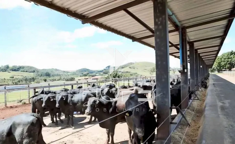 Fazenda à Venda – Região de Londrina/PR – 1.390 Alqueires – Ativo Agropecuário Multifuncional
