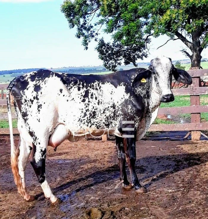 Imagens do imóveis Fazenda Leiteira Porteira Fechada à Venda – 78 Alqueires – Paranavaí/PR – Estrutura Completa + Usina Solar