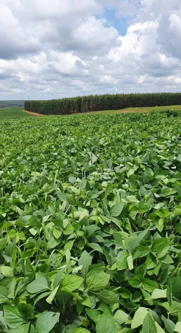 Imagens do imóveis Fazenda à Venda - Solo Misto – 174,24 Hectares – Bauru/SP