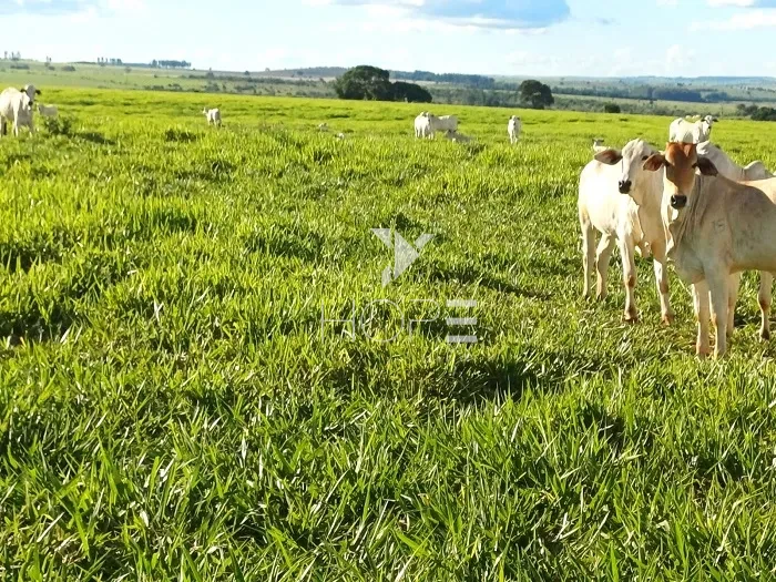 Imagens do imóveis Fazenda à Venda - 80% Plano – 110 Alqueires – Costa Machado – Costa Machado/SP