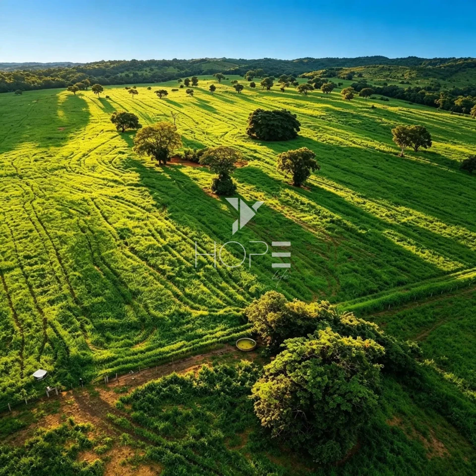 Imagens do imóveis Fazenda à Venda no Mato Grosso do Sul – 223 Alqueires – Rosário Oeste